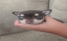 Chihuahua dogs for sale: Chocolate chihuahua male puppy - Image 2