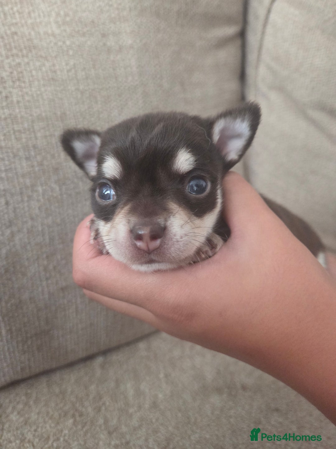 Chihuahua dogs for sale: Chocolate chihuahua male puppy - Image 2