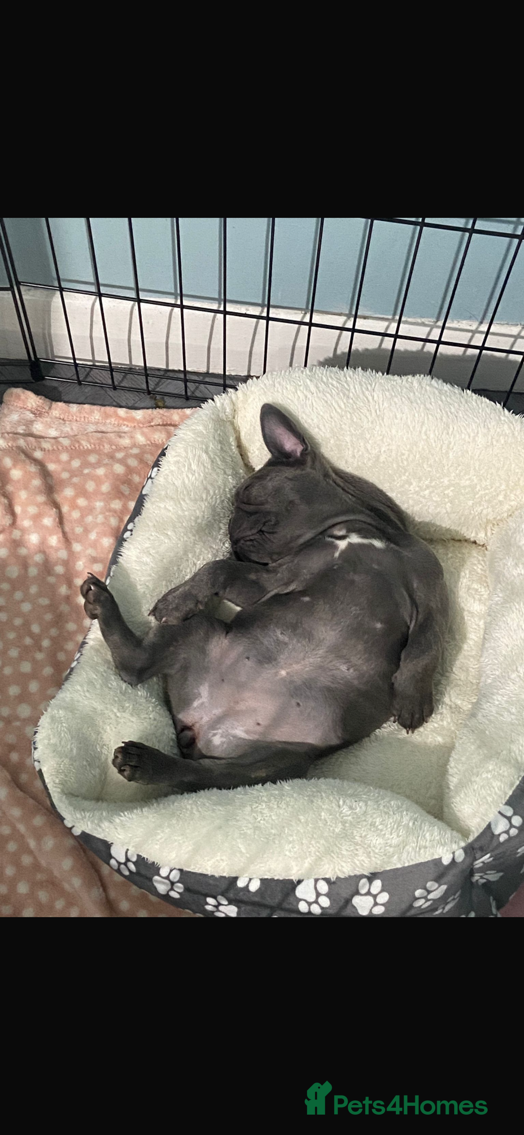 French Bulldog dogs for sale: Stunning Blue French bulldog  - Image 11