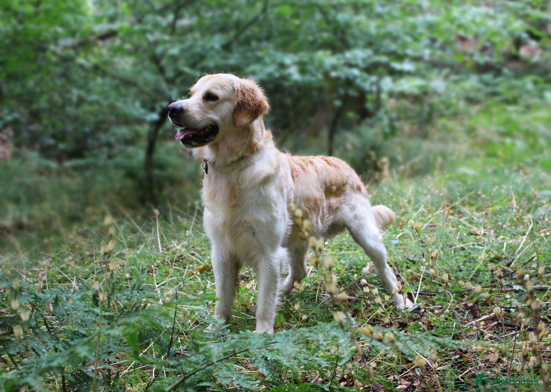Golden Retriever dogs for stud: KC Cream Golden Retriever Stud - Champion Lines - Advert 4