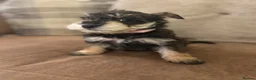 Schnoodle dogs for sale: Miniature Schnoodles. Schnoodle Mum, Schnauzer Dad - Advert 7