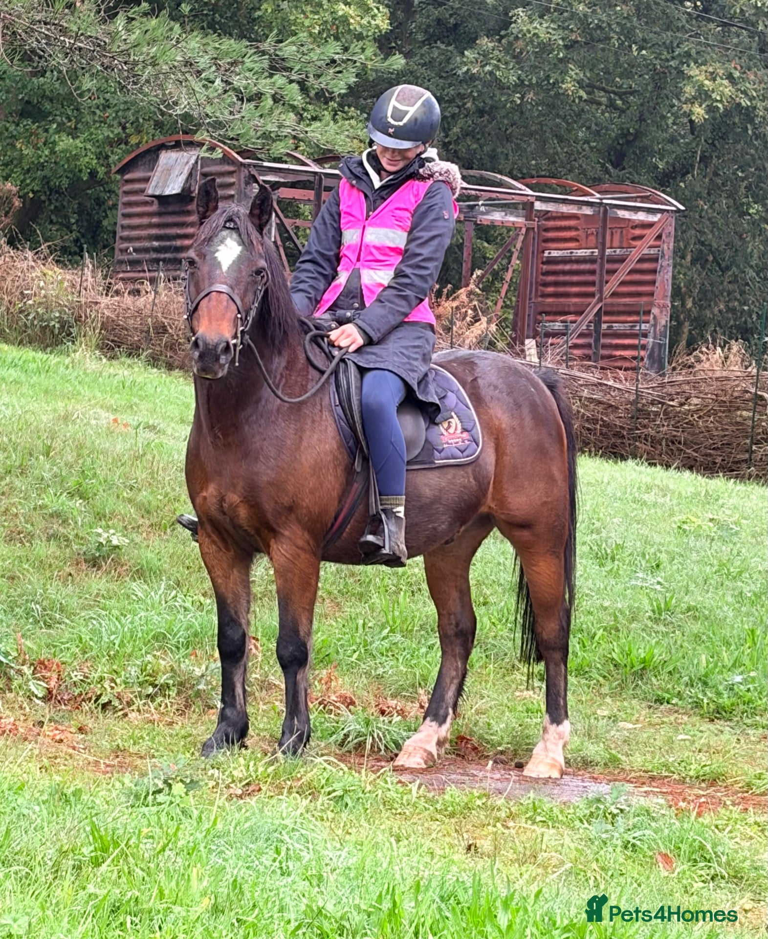 Mixed Breed livestock Stunning 13.2 all rounder Irish gelding  - Advert 8