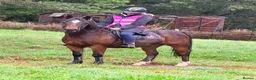 Mixed Breed livestock for sale: Stunning 13.2 all rounder Irish gelding  in Swansea - Advert 1