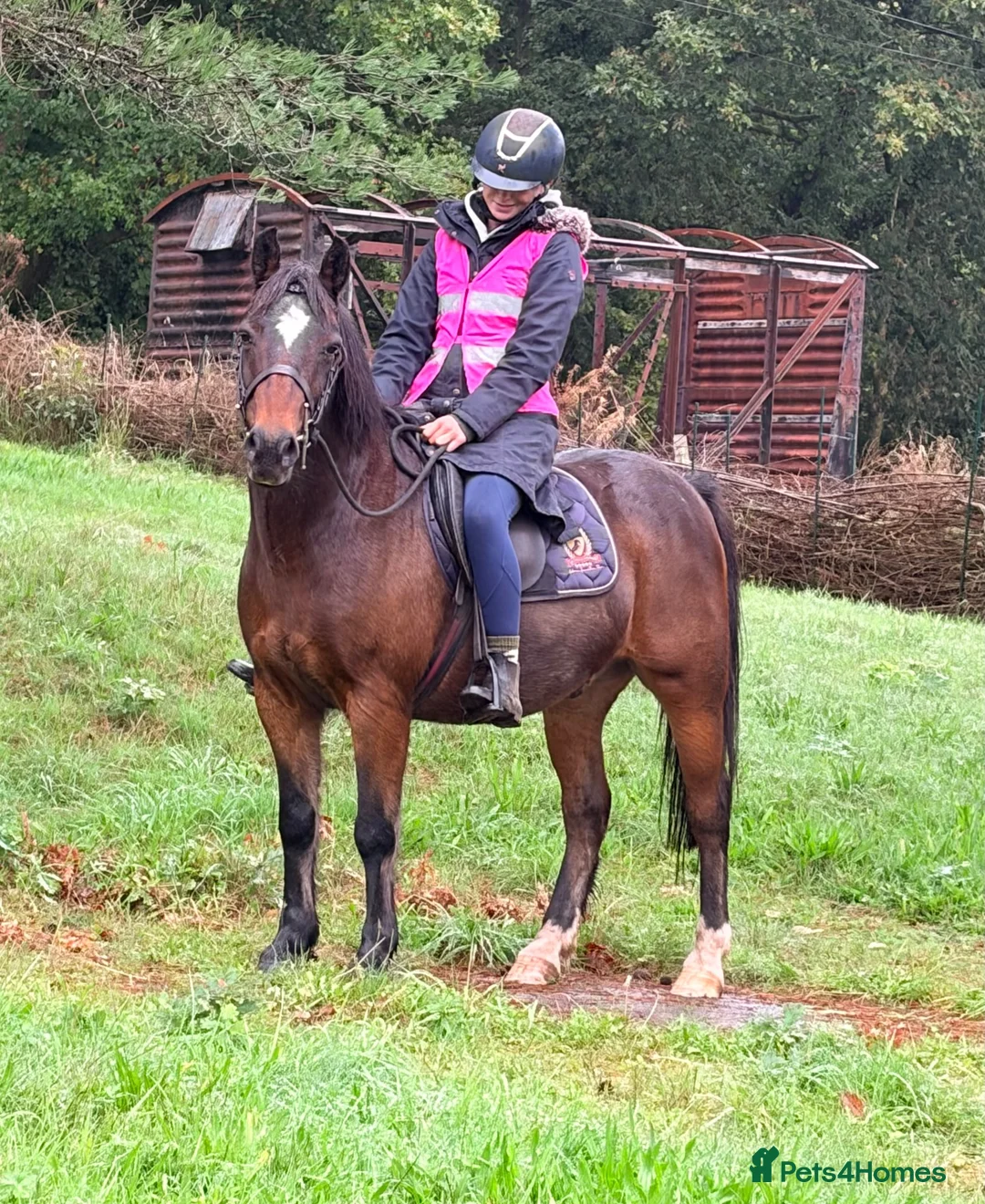 Mixed Breed livestock for sale: Stunning 13.2 all rounder Irish gelding  in Swansea - Advert 1
