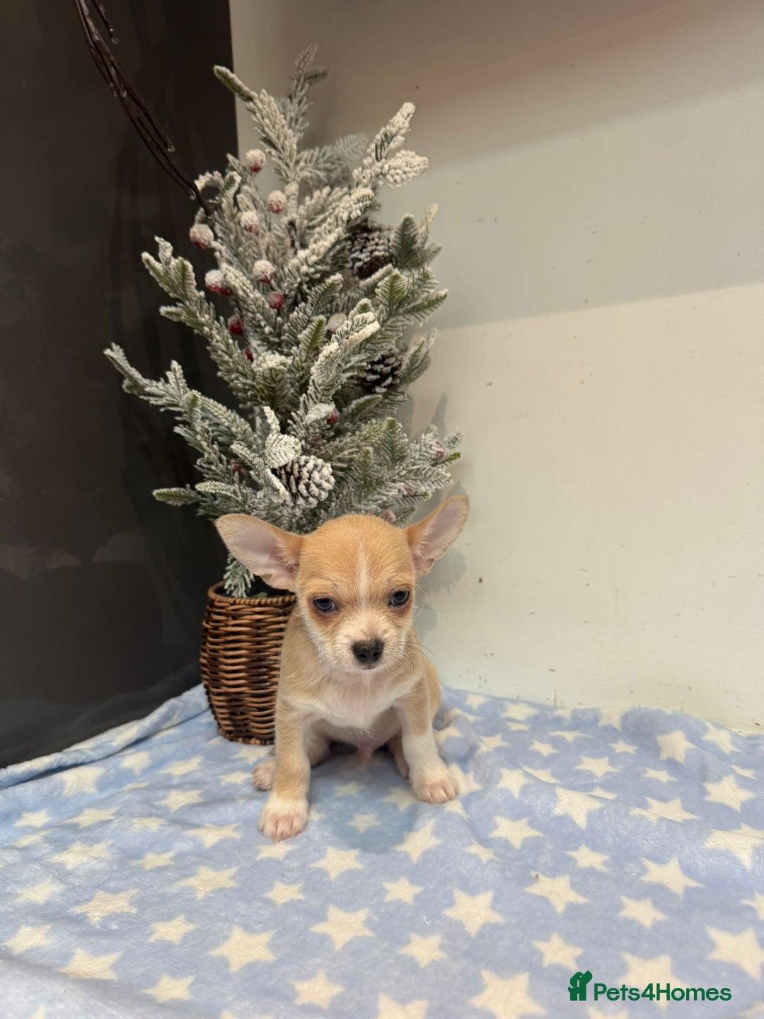 Chihuahua dogs for sale: Chihuahua  - Advert 16