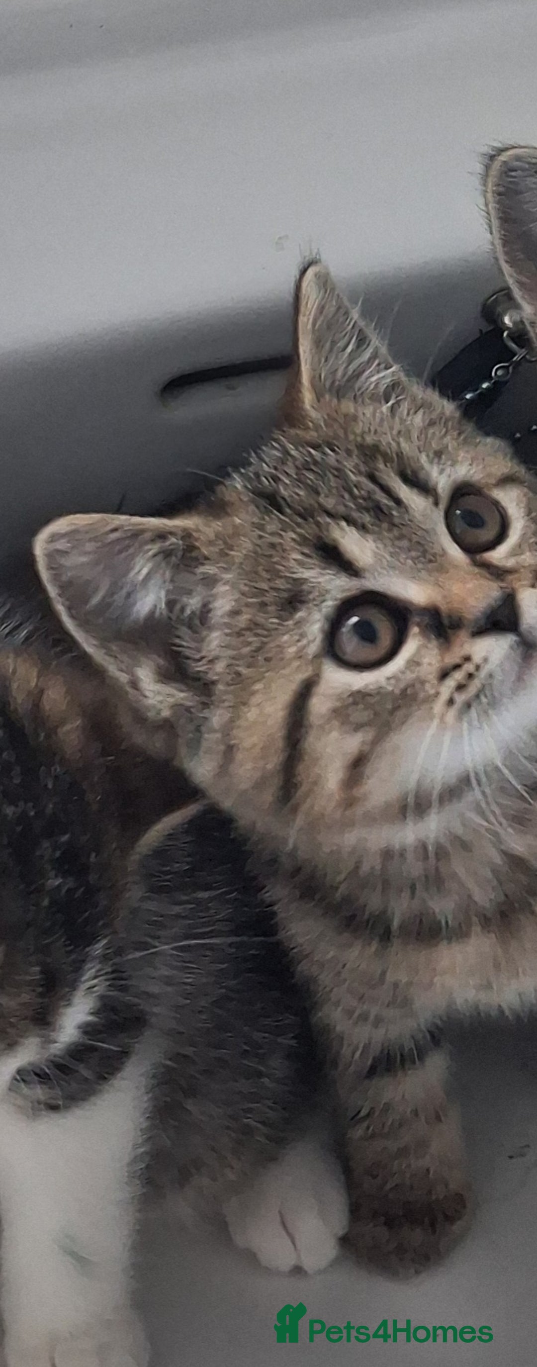 British Shorthair cats for sale: British Shorthair kitten  - Advert 4