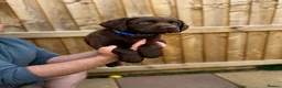Sprocker dogs for stud: Rolo – Chocolate Working Cocker Spaniel Stud🐾  - Advert 10