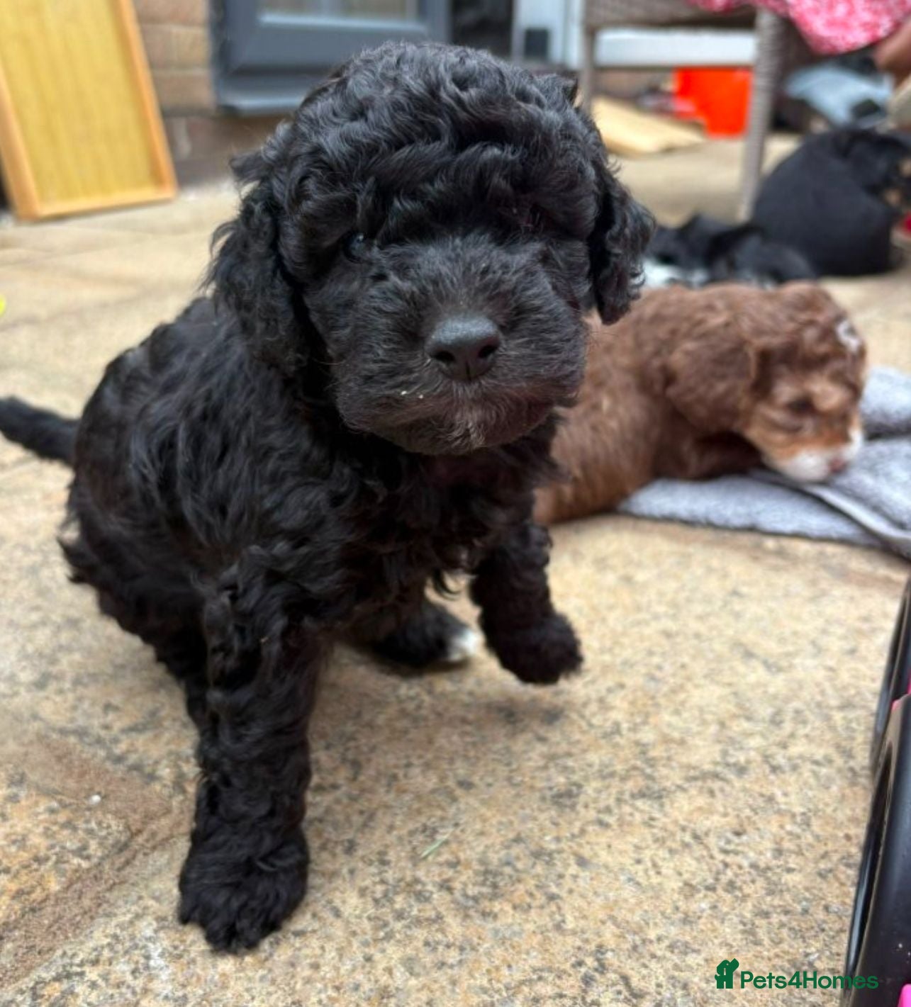 Cockapoo dogs Beautiful Cockapoo Puppies – Ready to Reserve 🐶❤️ - Advert 5