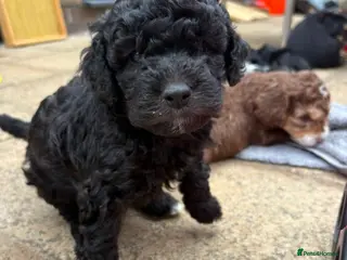 Cockapoo dogs Beautiful Cockapoo Puppies – Ready to Reserve 🐶❤️ - Advert 15