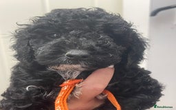 Cavapoo dogs for sale: 🐶 F1B CAVAPOOS 5* HEALTH CHECK 🐶 - Image 13