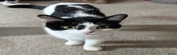 Mixed Breed cats for sale: Adorable bundles of mischief and joy in Tiverton - Advert 7