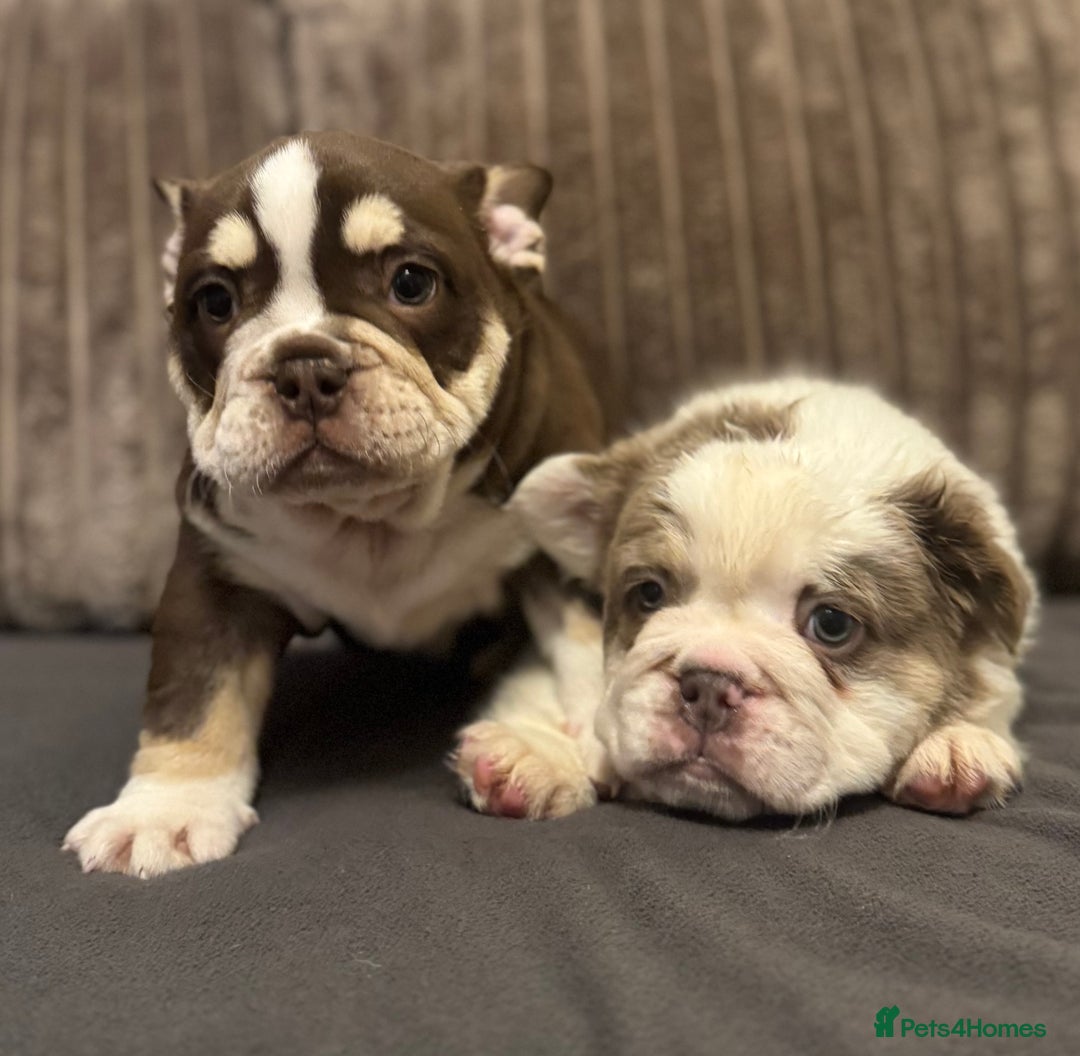 Mixed Breed dogs for sale: Bulldog puppies  - Advert 16