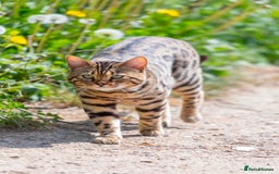 Bengal cats for sale: Stunning Bengal kittens  - Image 8