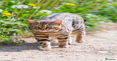 Bengal cats - Advert 3