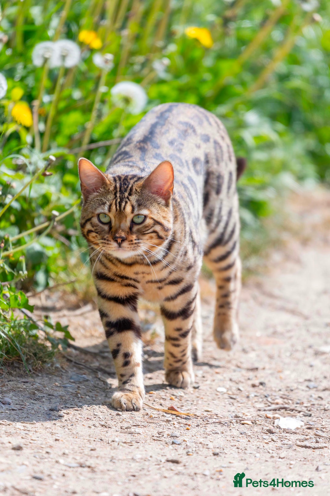 Bengal cats for sale: Stunning Bengal kittens  - Image 8