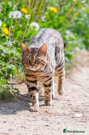 Bengal cats - Advert 12