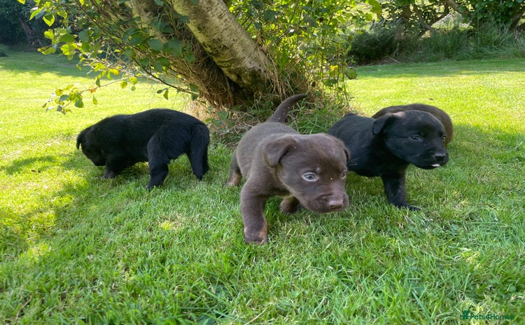 Borador dogs - Advert 1
