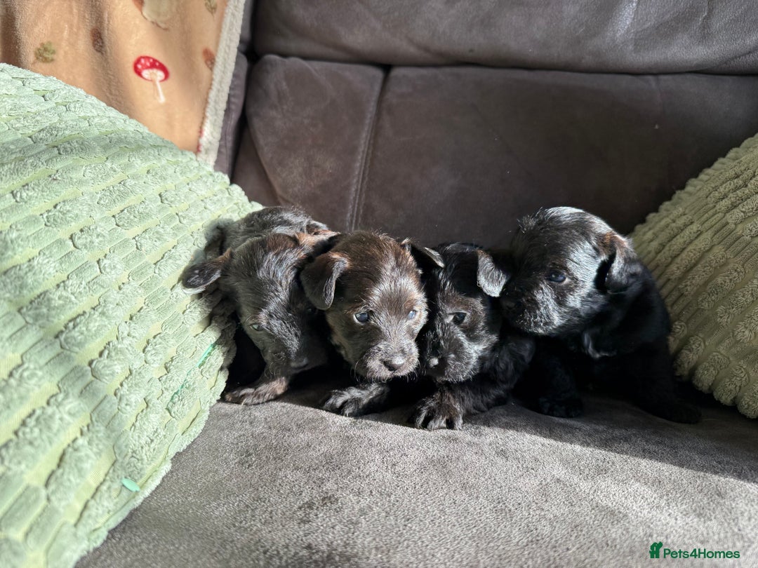 Jackapoo dogs for sale: Jackapoo puppies  - Advert 3