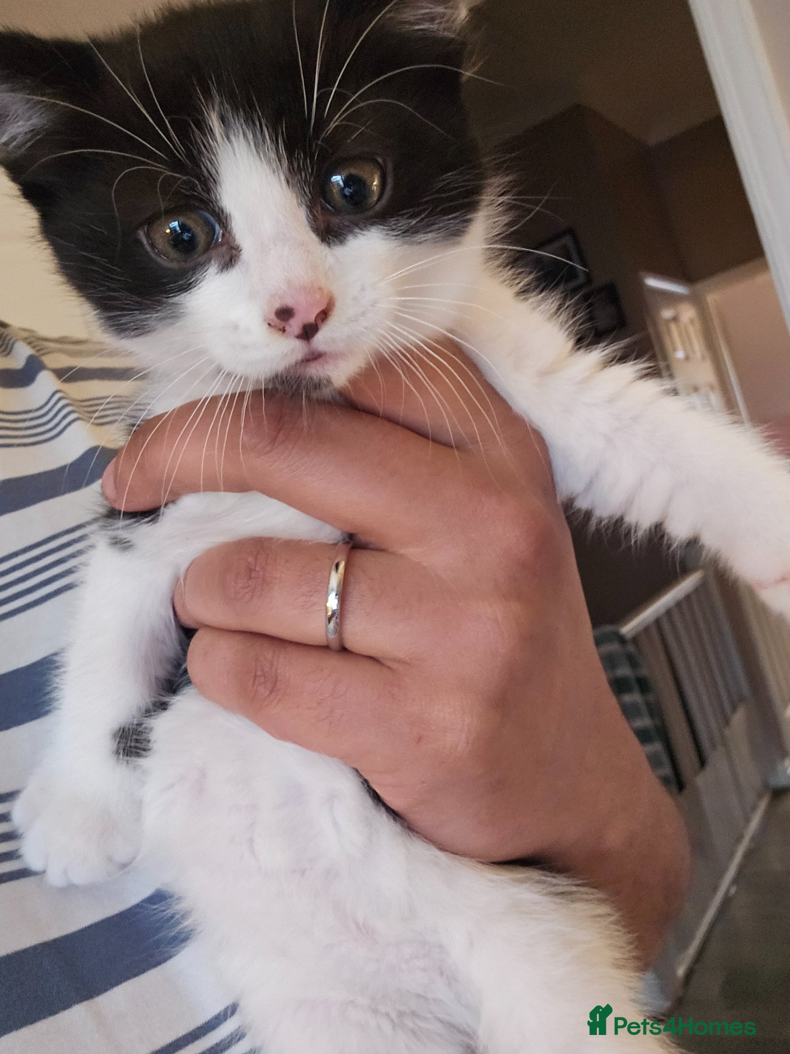 Mixed Breed cats Beautiful Female Kitten, Ready Now - Advert 14