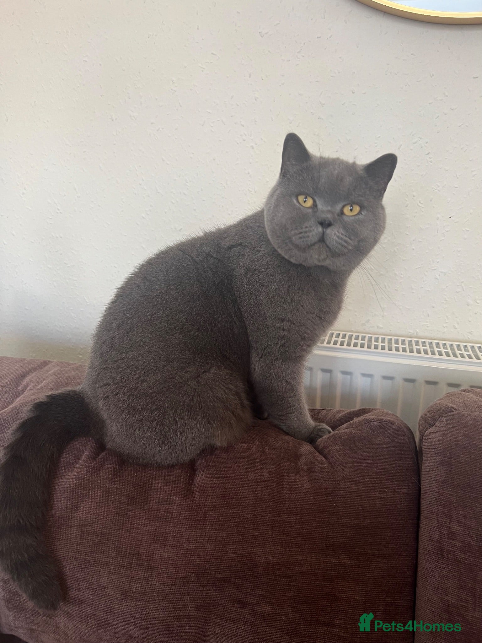 British Shorthair cats Male BSH lovely boy needs new home - Advert 3