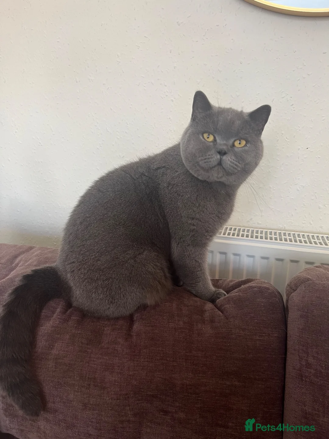 British Shorthair cats for sale: Male BSH lovely boy needs new home - Advert 1