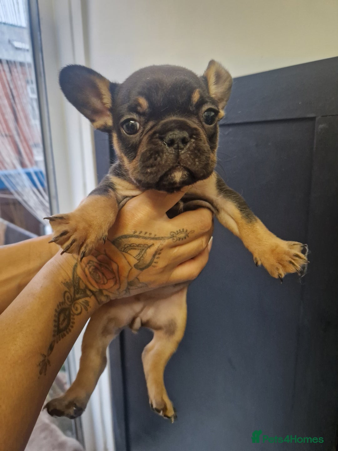 French Bulldog dogs for sale: Exotic French bulldog  - Advert 6