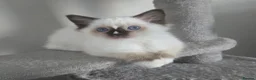 Ragdoll cats for sale: Gorgeous mitted Ragdoll girls - Advert 19