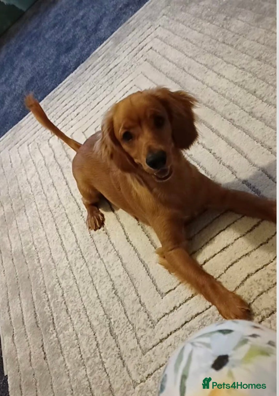 Cockapoo dogs for sale: Rusty  - Advert 6