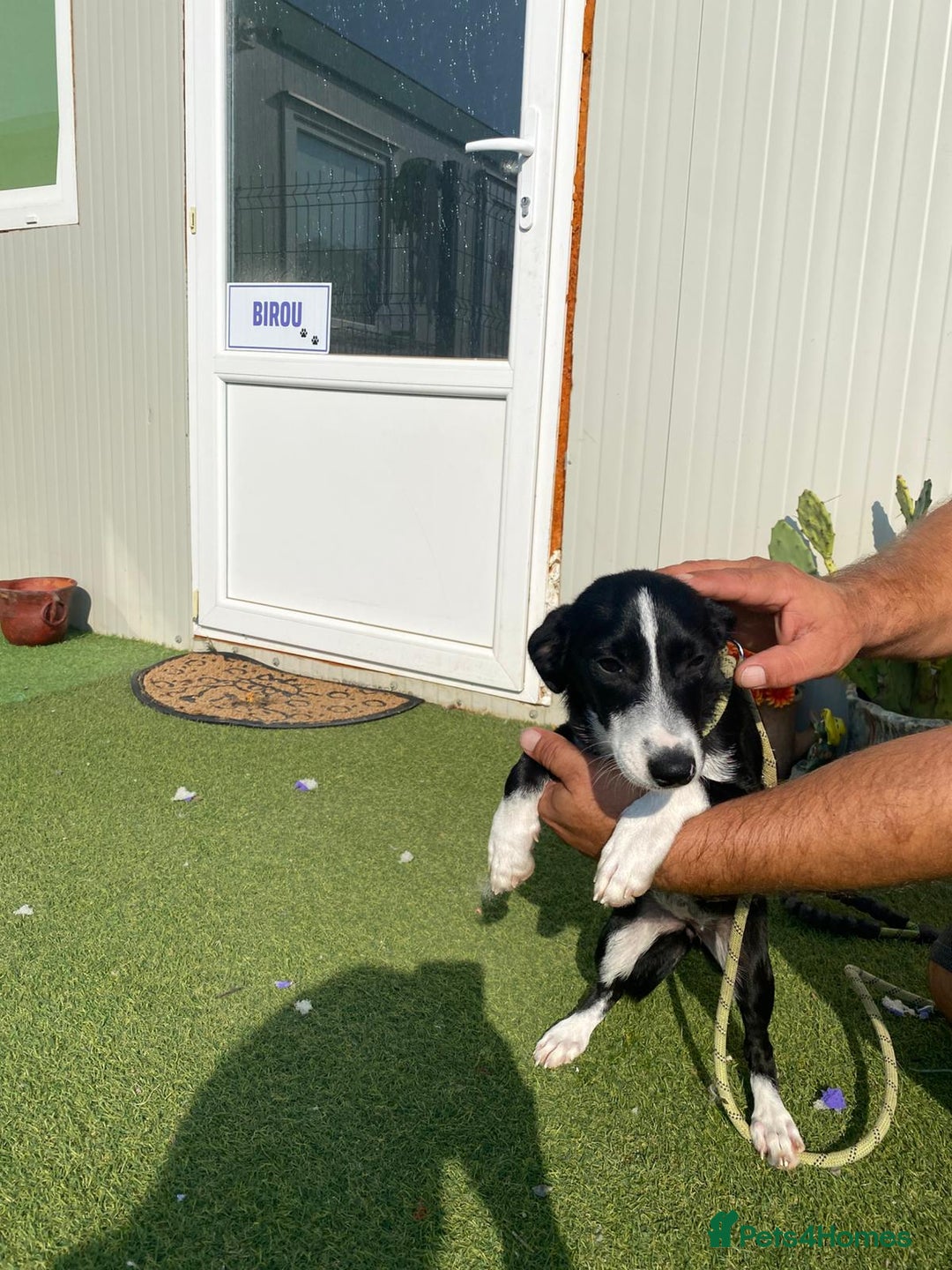 Mixed Breed dogs for adoption: Meet LUNA, a Lovely Puppy Girl - for a Loving Home - Image 40