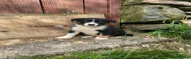Border Collie 1