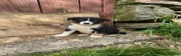 Border Collie dogs for sale: Border collies  - Advert 6
