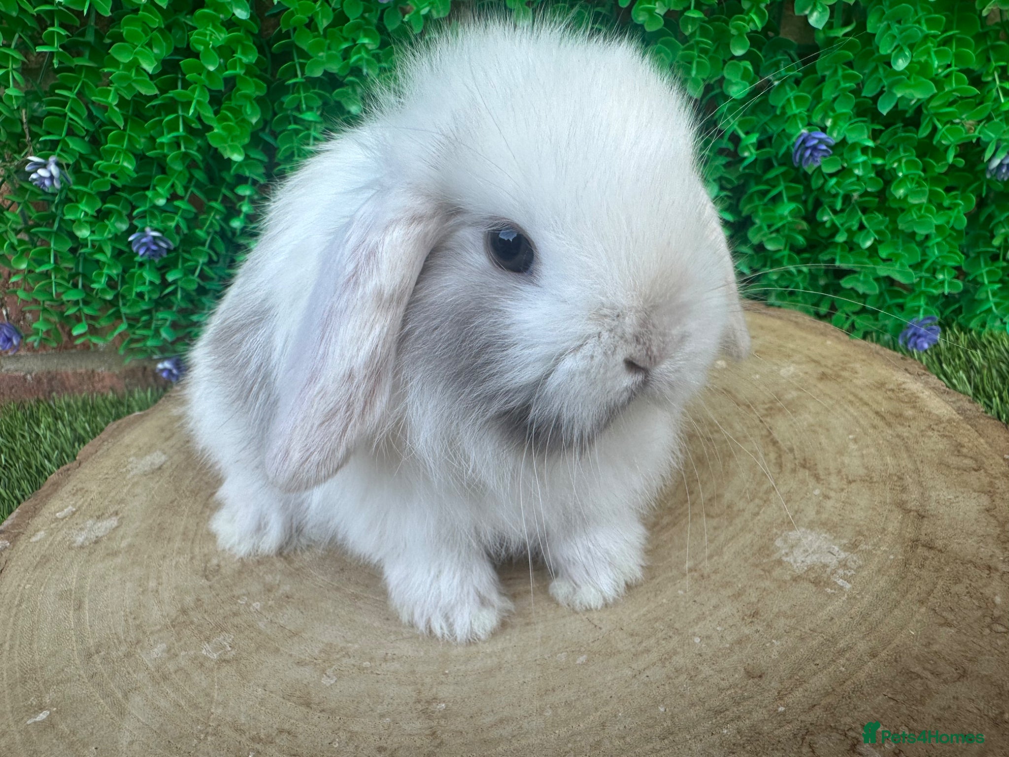 Mini Lop rabbits Stunning purebred mini lop bucks ready to reserve - Advert 1