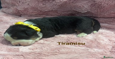 Bernese Mountain Dog dogs - Advert 6