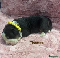 Bernese Mountain Dog dogs BMD Puppies JUS GIRL– Ready Just Before 25/12 - Advert 1