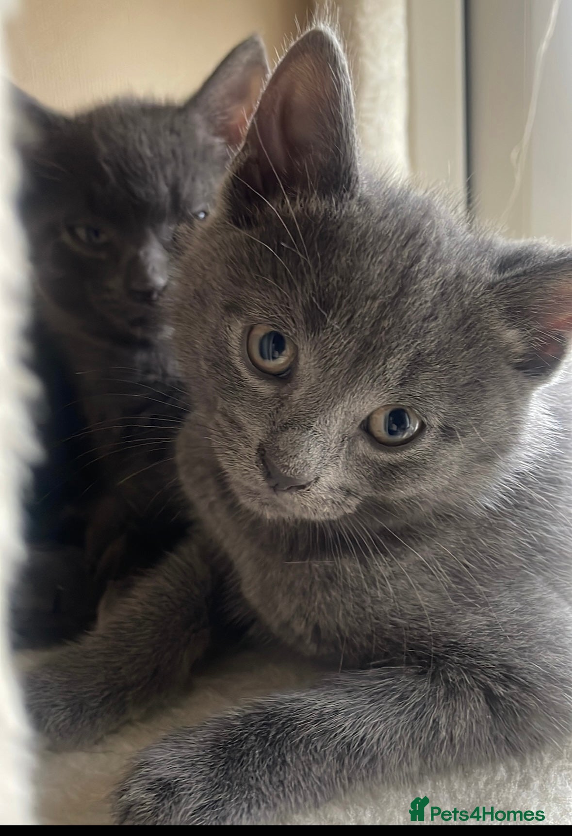 Russian Blue cats for sale: Blue Russian kittens - Advert 29