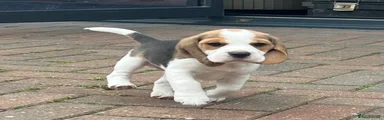Beagle Puppy 2