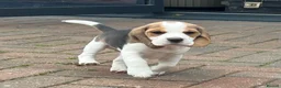 Beagle dogs for sale: Beautiful tri colour beagle puppies  - Advert 6