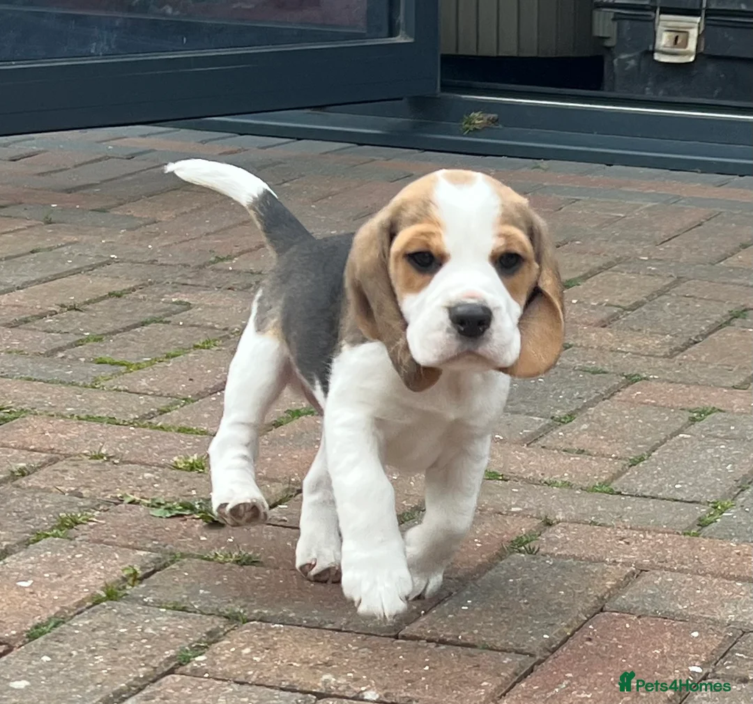 Beagle dogs for sale: Beautiful tri colour beagle puppies  - Advert 6