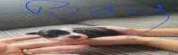 Border Collie dogs for sale: Border collie puppies  - Advert 9