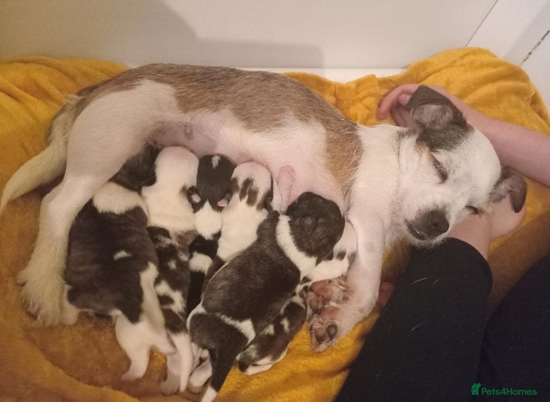 Mixed Breed dogs for sale: Jack Russell x Shih Tzu - Image 4