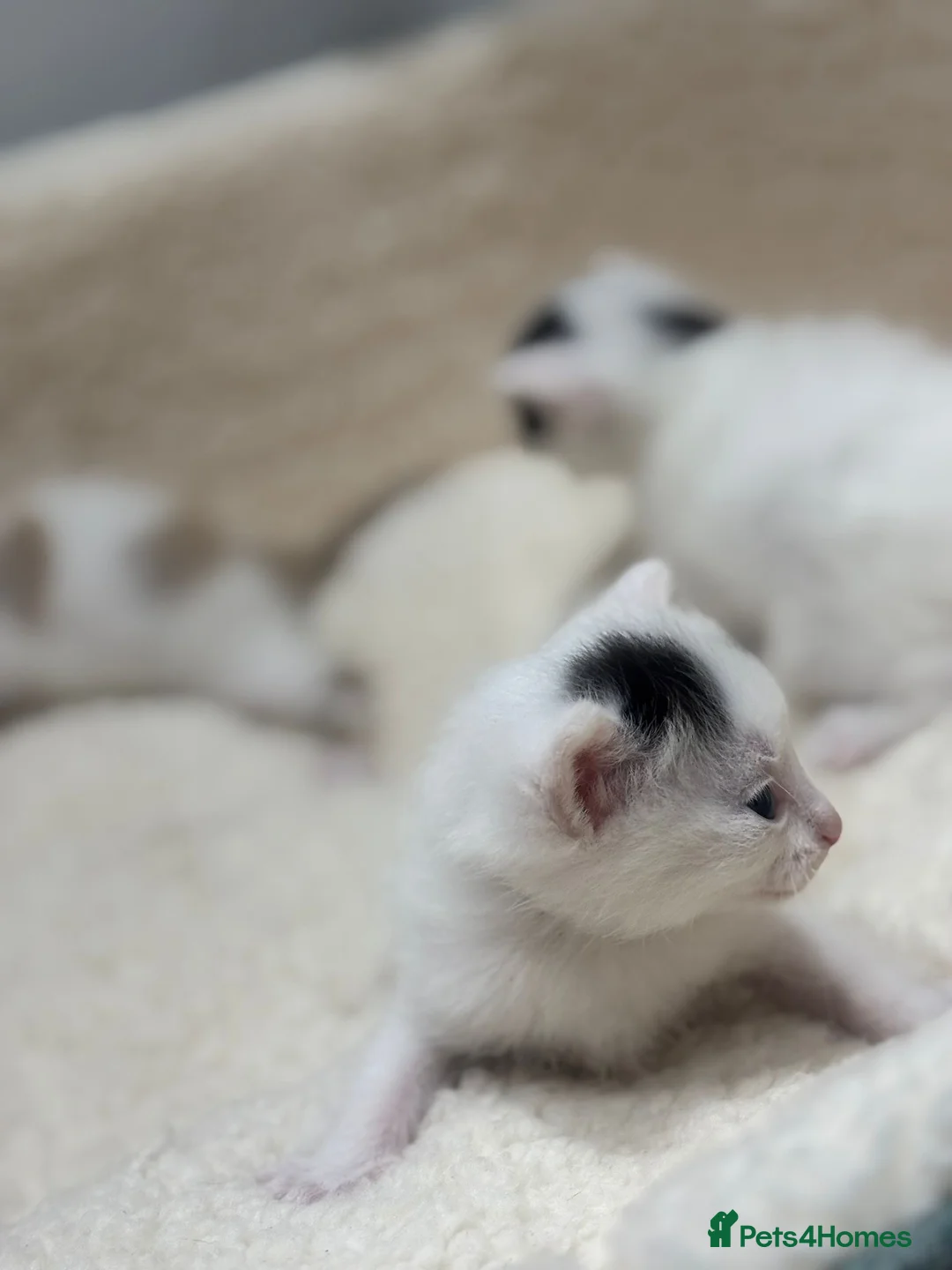 Mixed Breed cats for sale: Kittens for sale  - Advert 6