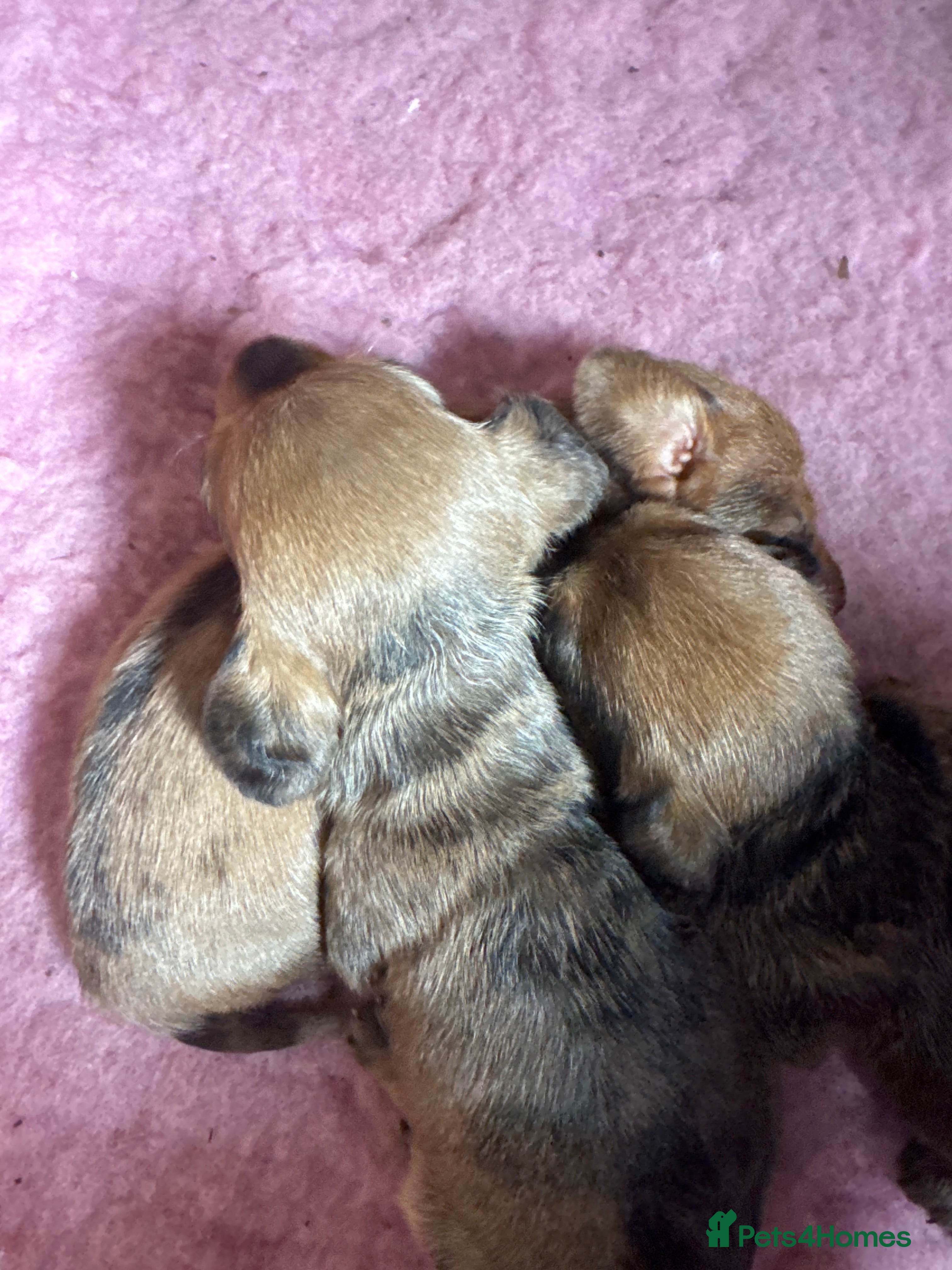 Dachshund dogs Miniature wire haired dachshunds - Advert 5