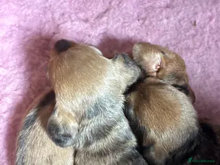 Dachshund dogs Miniature wire haired dachshunds - Advert 5