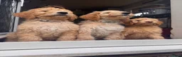 Australian Labradoodle dogs for sale: Last 2 Adorable Australian Labradoodles - Advert 10
