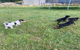Jack Russell dogs for sale: Short legged smooth coated Jack Russell puppies  - Image 9