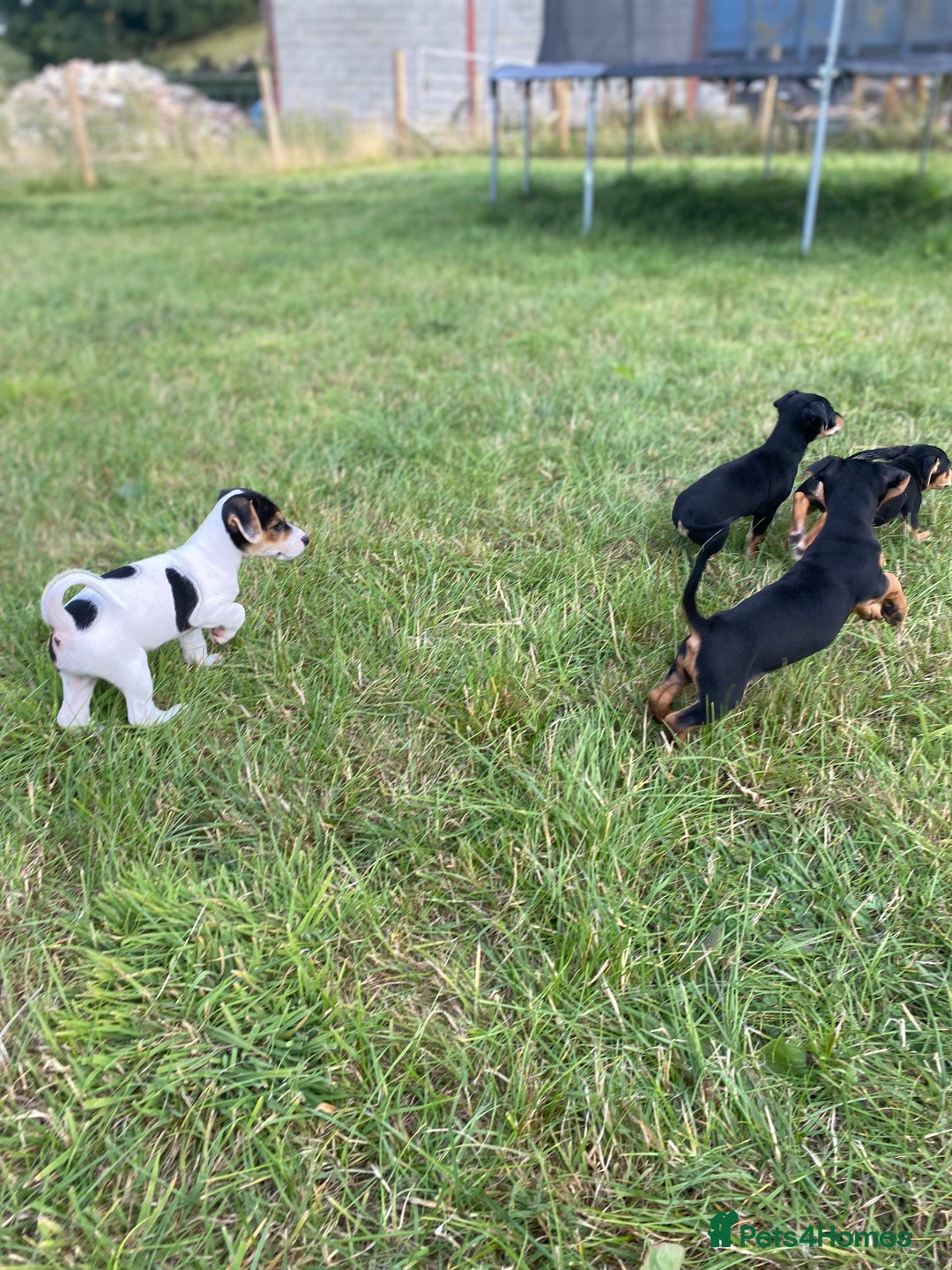 Jack Russell dogs for sale: Short legged smooth coated Jack Russell puppies  - Image 9