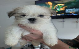 Lhasa Apso dogs for sale: Lhasa apso puppies  - Image 4