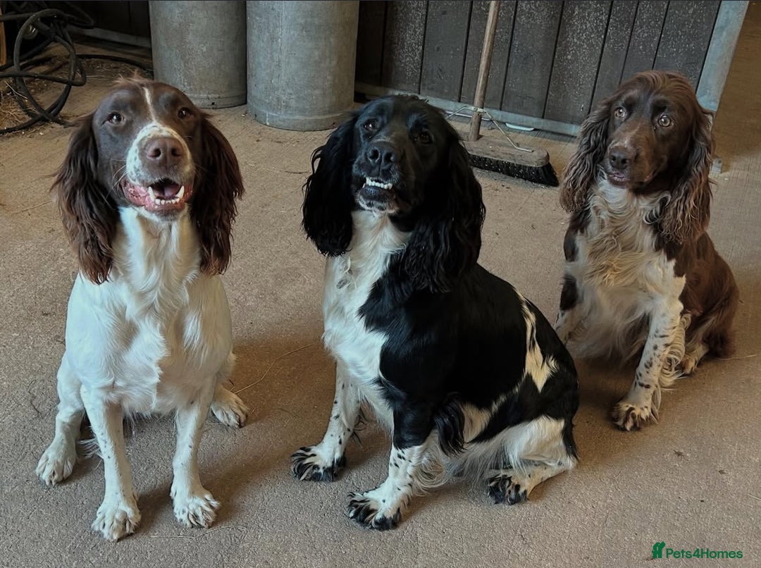 English Springer Spaniel dogs for sale: Springer Spaniel Puppies for sale  - Image 17