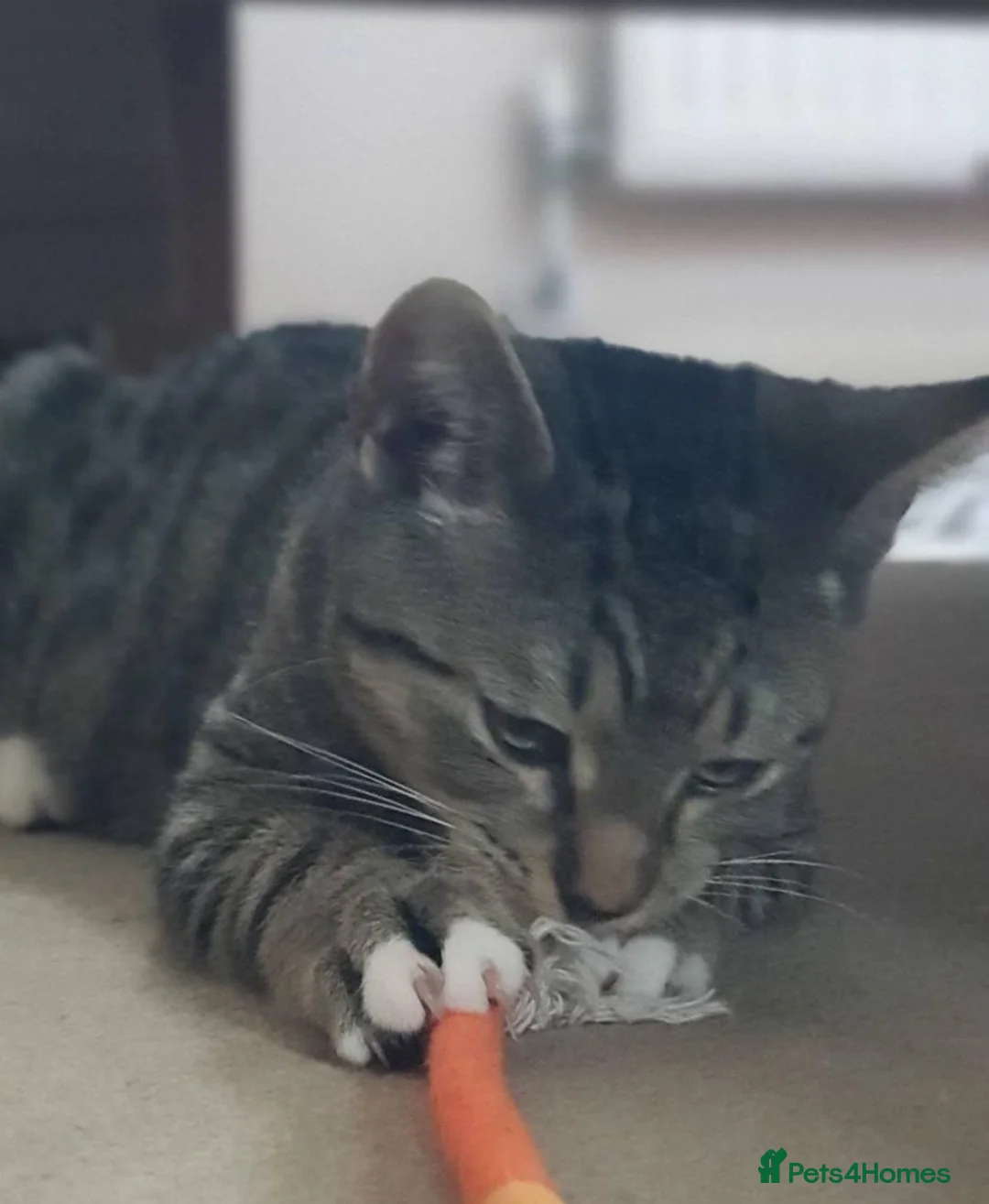 Mixed Breed cats for sale: Benji and Dylan in Southampton - Advert 2