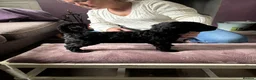 Standard Poodle dogs for sale: Exceptional working standard poodle - Advert 3